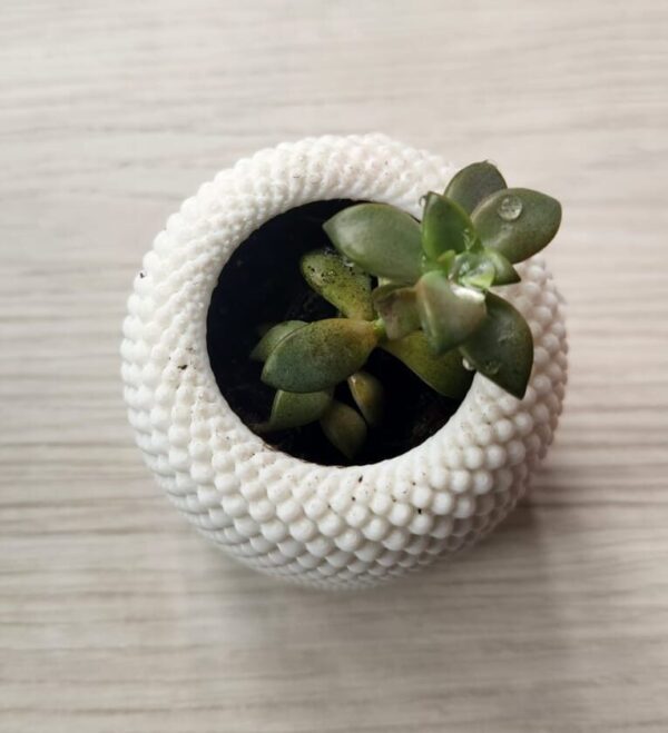 Matera con diseño geométrico espiral blanca con planta 2